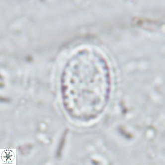 Clausicoccus vanheckiae VR 03121