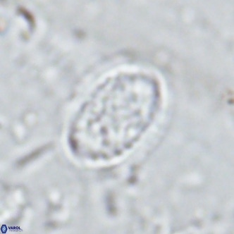 Clausicoccus vanheckiae VR 03122