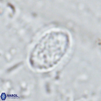 Clausicoccus vanheckiae VR 03122