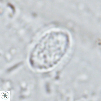 Clausicoccus vanheckiae VR 03122