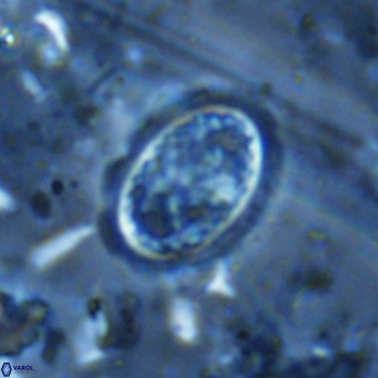 Clausicoccus vanheckiae VR 03123