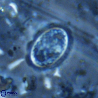 Clausicoccus vanheckiae VR 03123