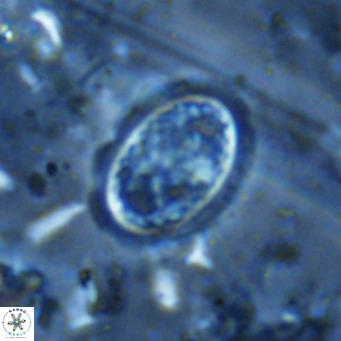 Clausicoccus vanheckiae VR 03123