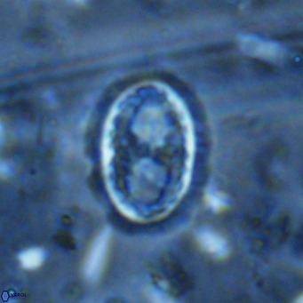 Clausicoccus vanheckiae VR 03124