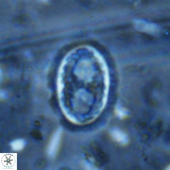Clausicoccus vanheckiae VR 03124