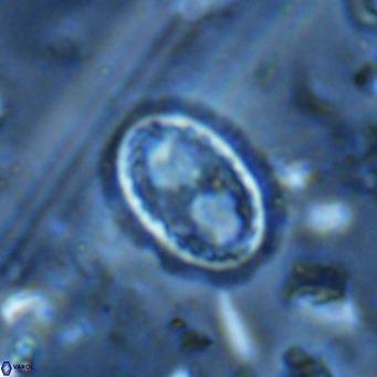 Clausicoccus vanheckiae VR 03125