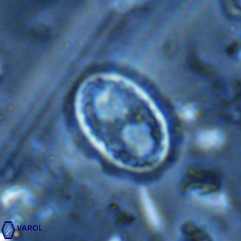 Clausicoccus vanheckiae VR 03125