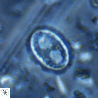 Clausicoccus vanheckiae VR 03125