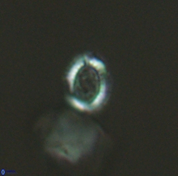 Cleistorhabdus williamsii 2726