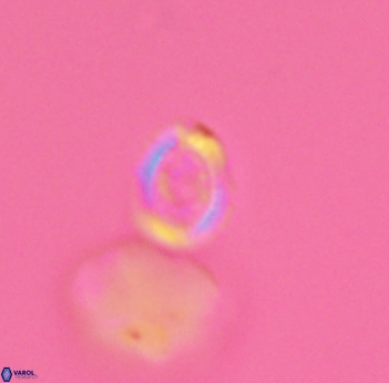 Cleistorhabdus williamsii 2727