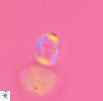 Cleistorhabdus williamsii 2727