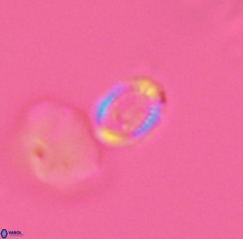 Cleistorhabdus williamsii 2728