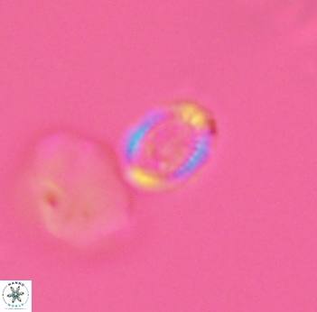 Cleistorhabdus williamsii 2728