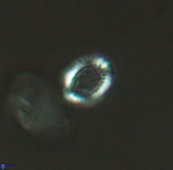 Cleistorhabdus williamsii 2729