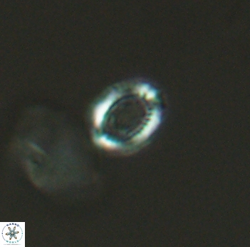Cleistorhabdus williamsii 2729