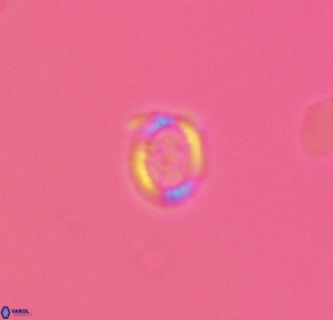 Cleistorhabdus williamsii 2874