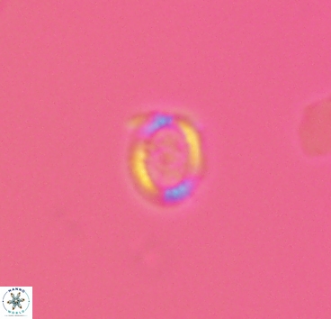 Cleistorhabdus williamsii 2874
