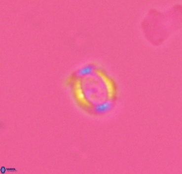 Cleistorhabdus williamsii 2875