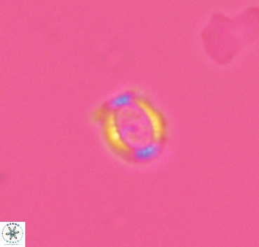 Cleistorhabdus williamsii 2875