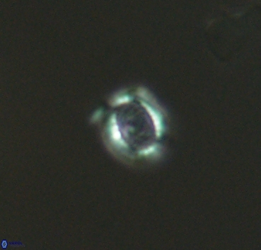 Cleistorhabdus williamsii 2876