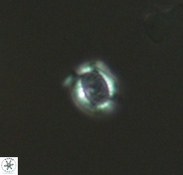 Cleistorhabdus williamsii 2876