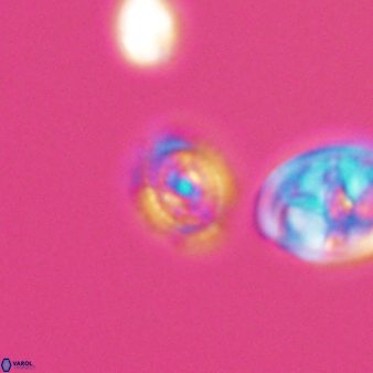 Cleistorhabdus williamsii 8560