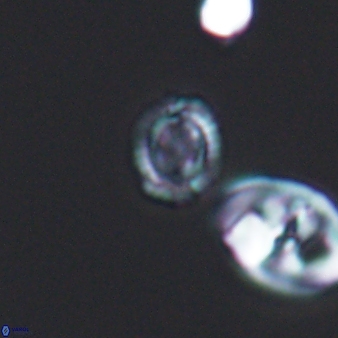 Cleistorhabdus williamsii 8561