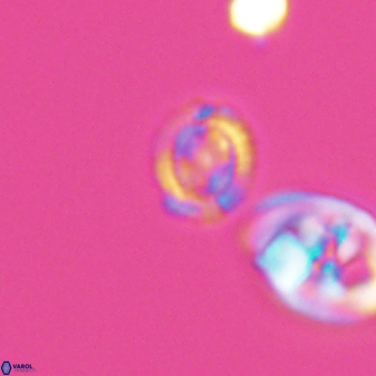 Cleistorhabdus williamsii 8562