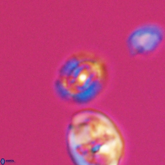 Cleistorhabdus williamsii 8563