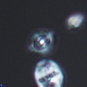 Cleistorhabdus williamsii 8564