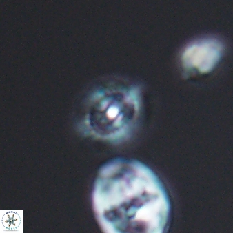 Cleistorhabdus williamsii 8564