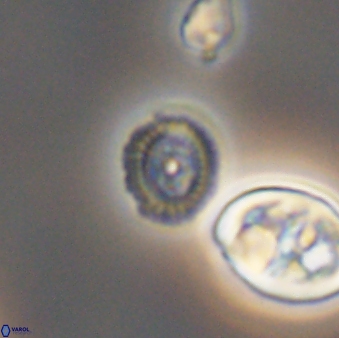 Cleistorhabdus williamsii 8567