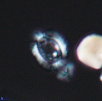 Cleistorhabdus williamsii 8599