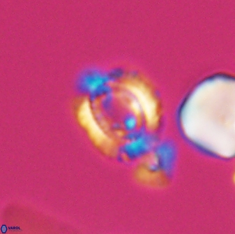 Cleistorhabdus williamsii 8600