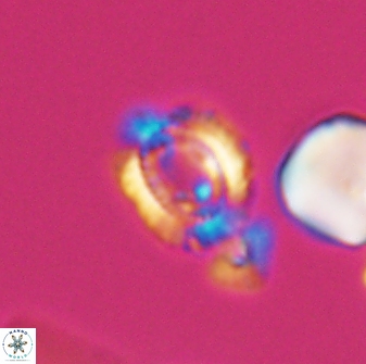Cleistorhabdus williamsii 8600