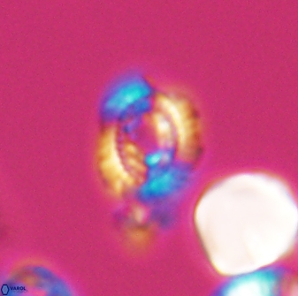 Cleistorhabdus williamsii 8601