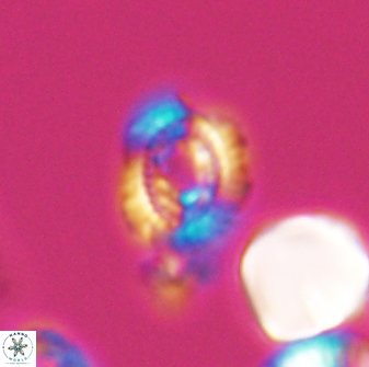 Cleistorhabdus williamsii 8601