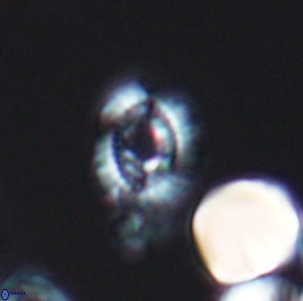 Cleistorhabdus williamsii 8602