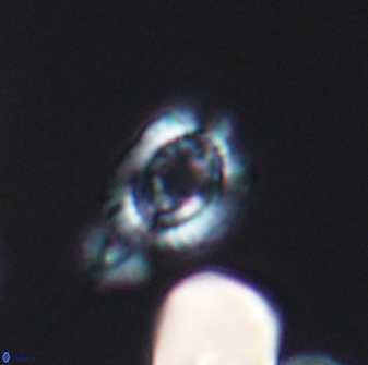 Cleistorhabdus williamsii 8603