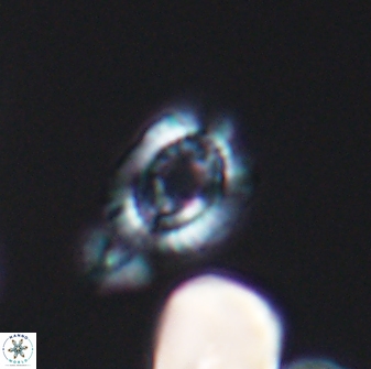 Cleistorhabdus williamsii 8603