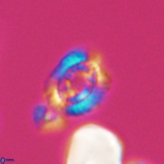 Cleistorhabdus williamsii 8604