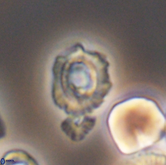 Cleistorhabdus williamsii 8605