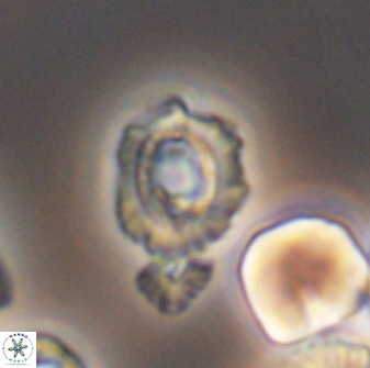 Cleistorhabdus williamsii 8605