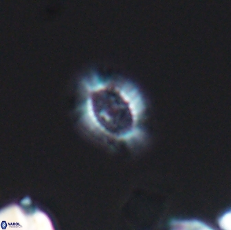 Cleistorhabdus williamsii 8831