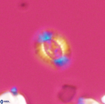 Cleistorhabdus williamsii 8832