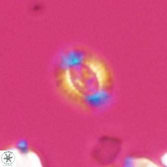 Cleistorhabdus williamsii 8832