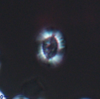 Cleistorhabdus williamsii 8833