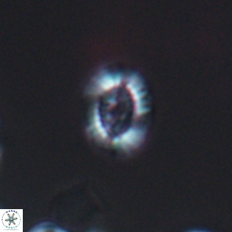 Cleistorhabdus williamsii 8833