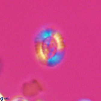 Cleistorhabdus williamsii 8834