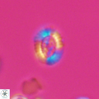 Cleistorhabdus williamsii 8834